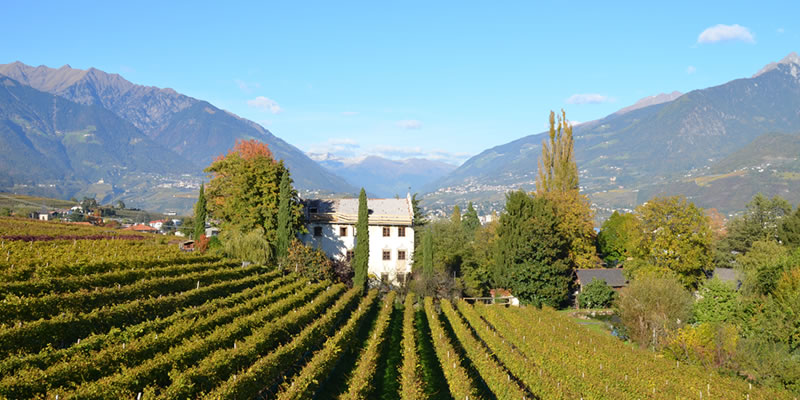 Weingut im Trentino
